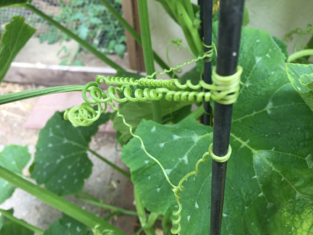 Tendril image